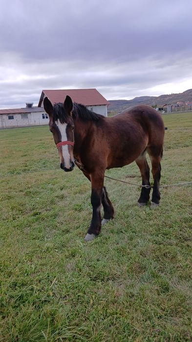 Vand manza de 1 an și 7 luni