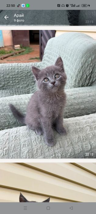 Котята отдам в хорошие руки