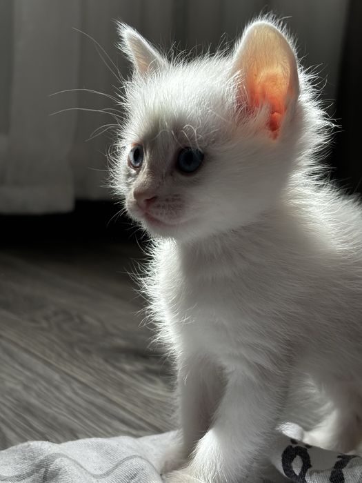 Отдам котят в добрые руки