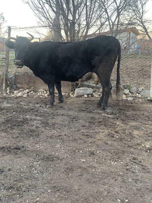 De vnzare vaca cu lapte