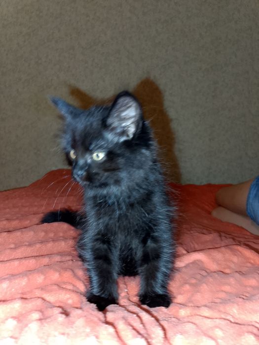 Котята.Чёрный, белый, коричневый