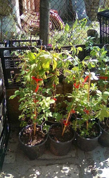 Акебия, Шоколадова лоза / Akebia quinata