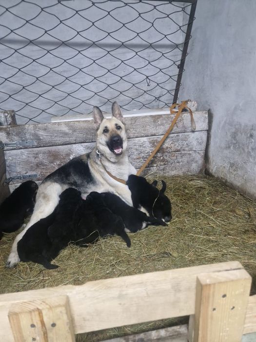 Продам щенков ВЕО