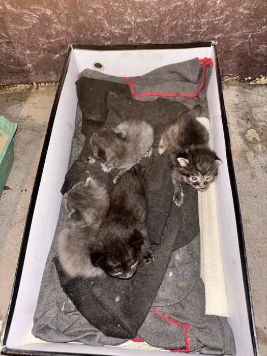 Котята в хорошие руки