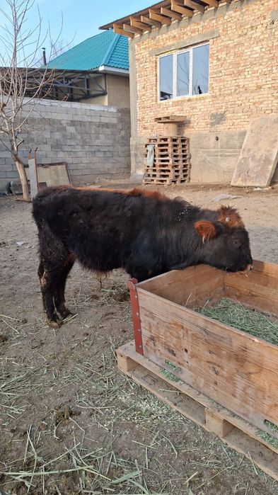 Бұқа сатылады 280 000