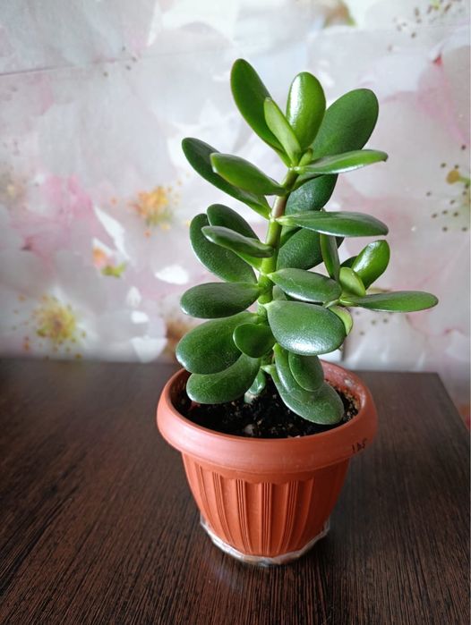 Денежное дерево на подарок