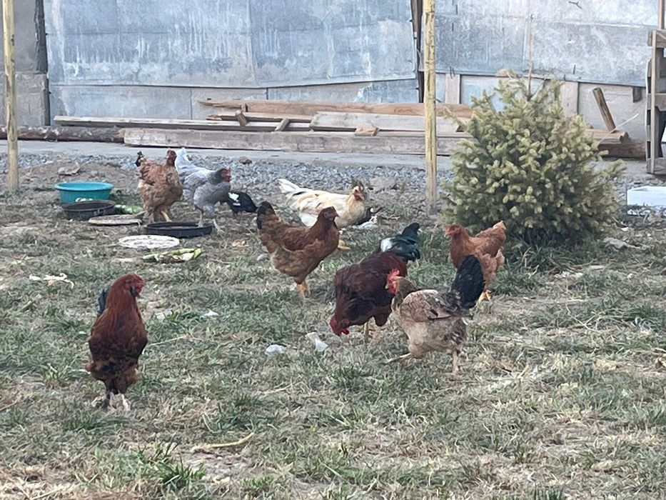 Продам куры и петух 3500 тг