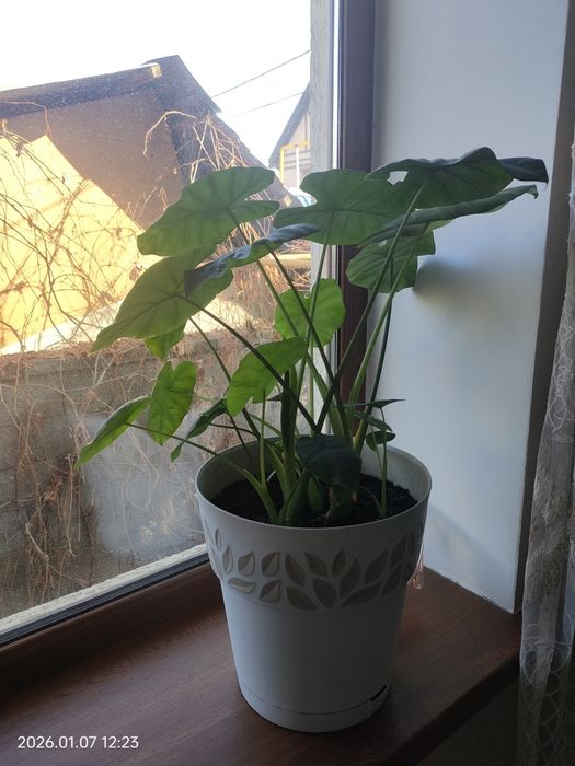 Комнатные растения