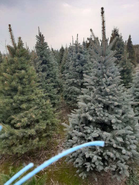 Vand tuia,brazi,mesteacăn,tei,magnoli,platan,carpen, etc