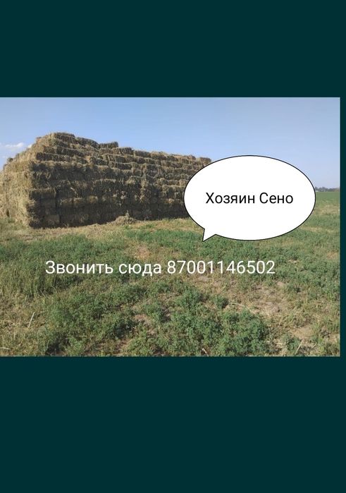 Продам сено люцерна(Клевер)