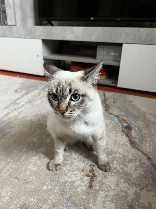 Мысық сиамская,еркек