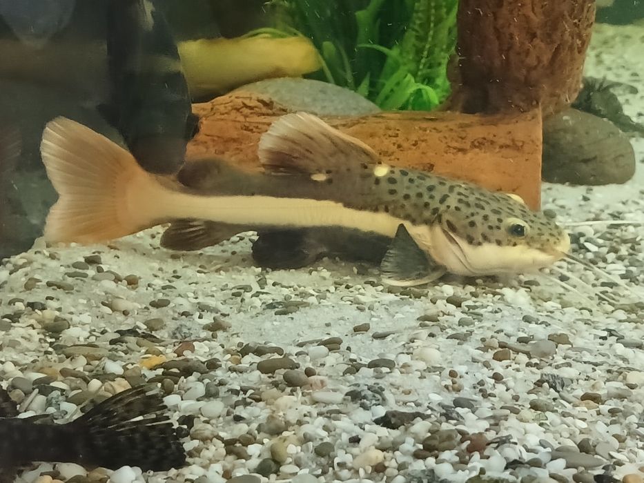 Краснохвостный (оринокский) сом