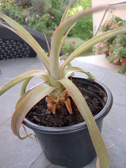 Ядлив мини ананас