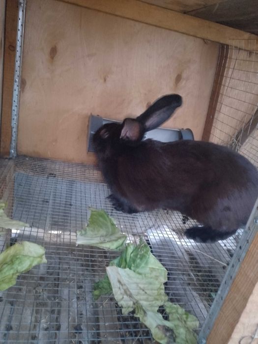 Кролик великан...