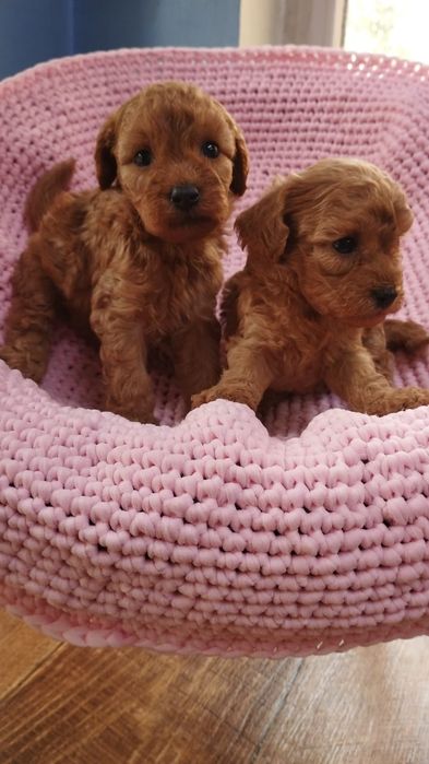 Миниатюра Пудель