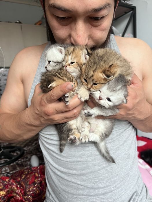 Кошки sotiladi toza qon