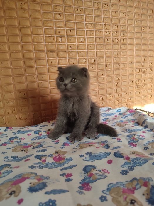 Продаются котята