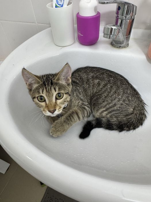 Котенок 5 месяцев