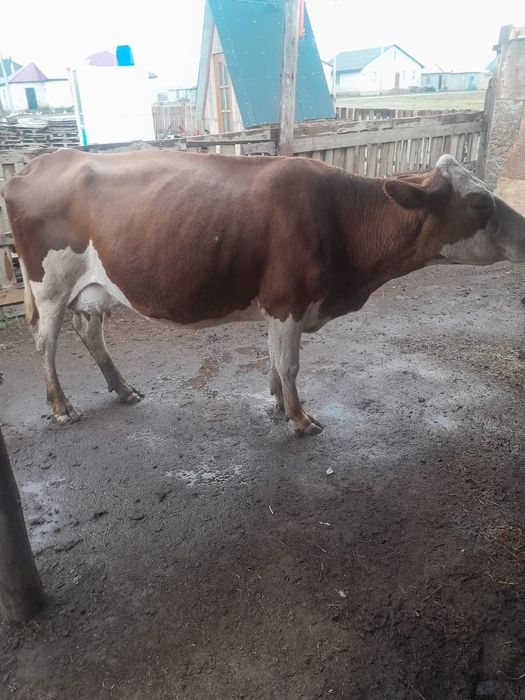 Сауын сиыр бұзаусыз