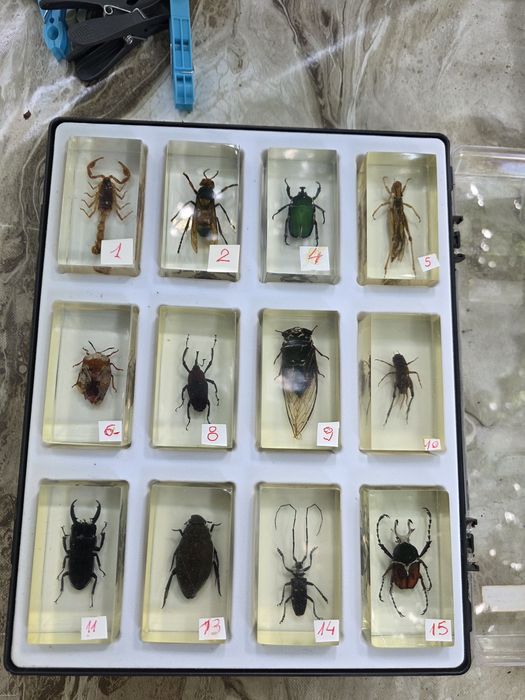 Vand 5 insectare