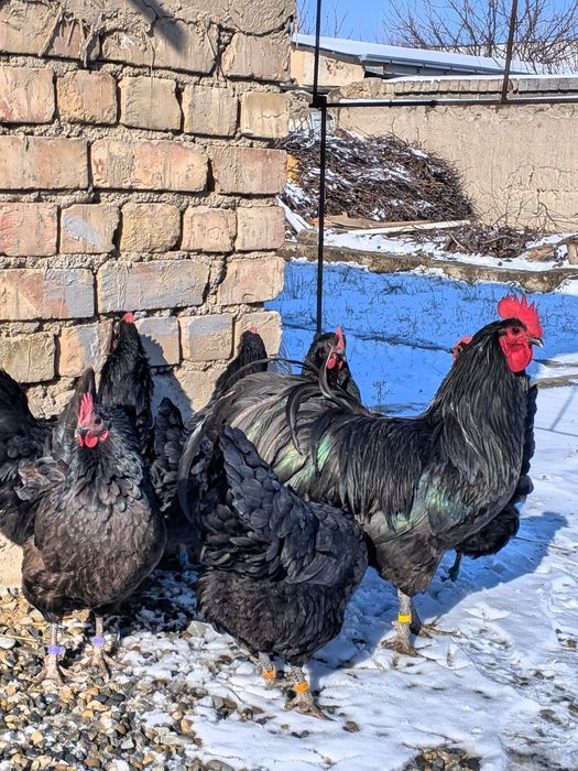 Avstralorp Ruminiya Tuxumlari sotiladi Avstralop Австралорп Австралоп