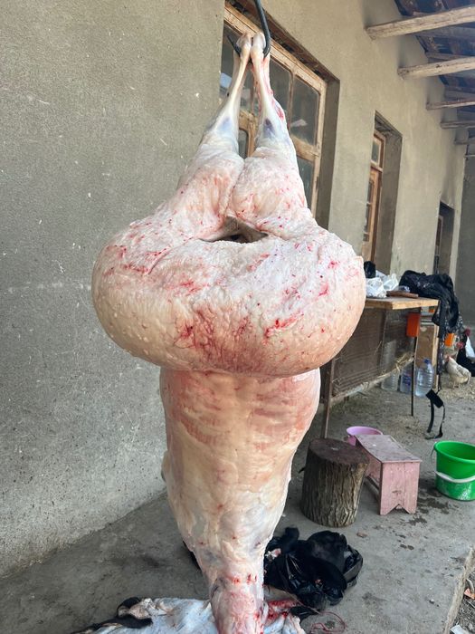 Бўрдоқи қўйлар, қассоб хизмати