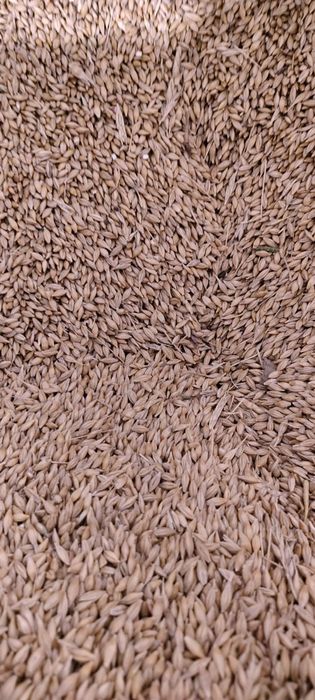 Orz triticale vânzare