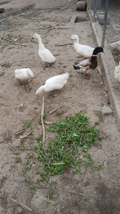 Rațe de vânzare     .