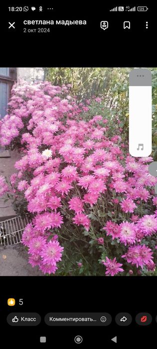 Продам хризантему дачьную