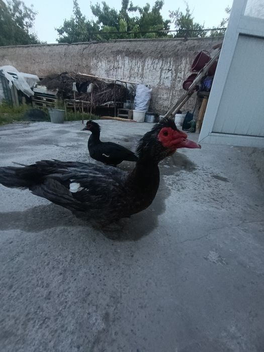 Ordaklar sotiladi indiski ordak 1ta xoʻroz 1ta makyon makyoni tugyapti