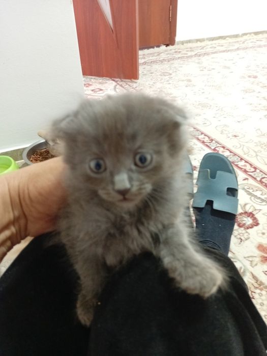 Продам вислоухих шотландских котят.
