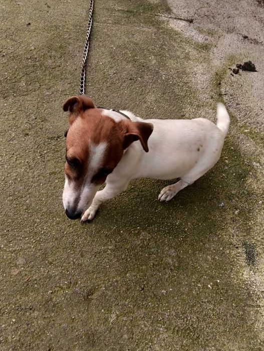 Мъжки Джак Ръсел