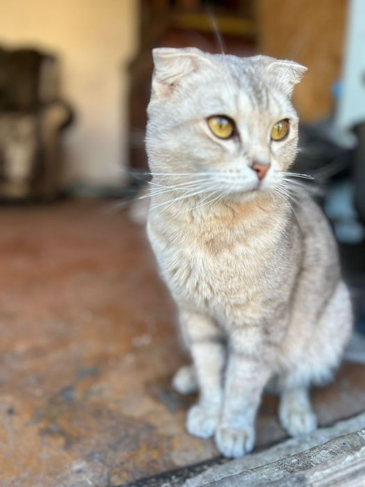 Оддам котят шотладский вислоухи