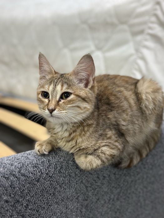 Отдам котят мышеловов