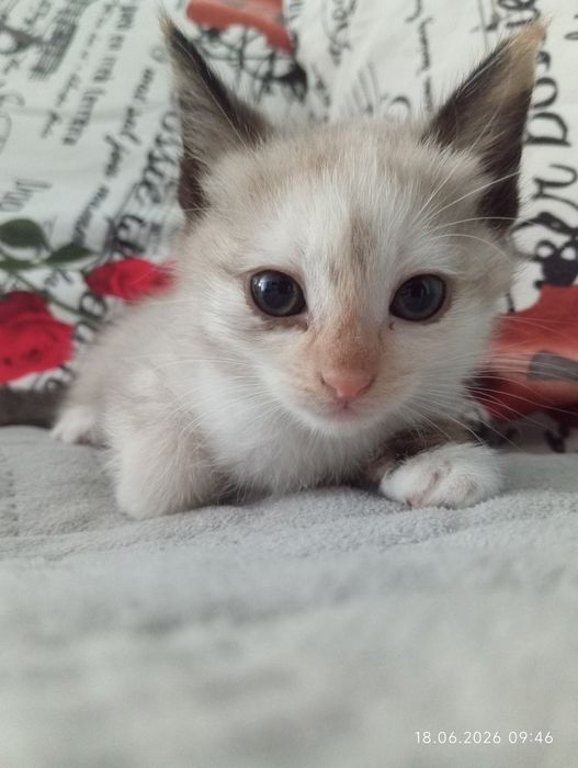 Милые котята ищут семью)