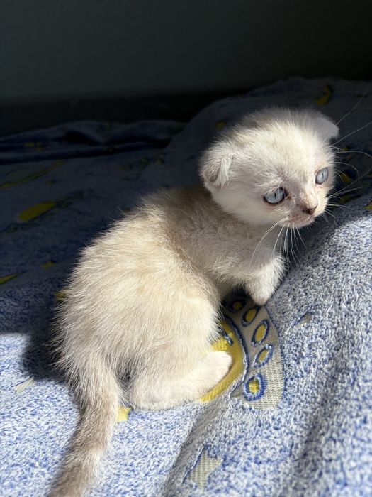 Шотландские котята