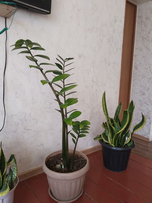 Продам цветы комнатные