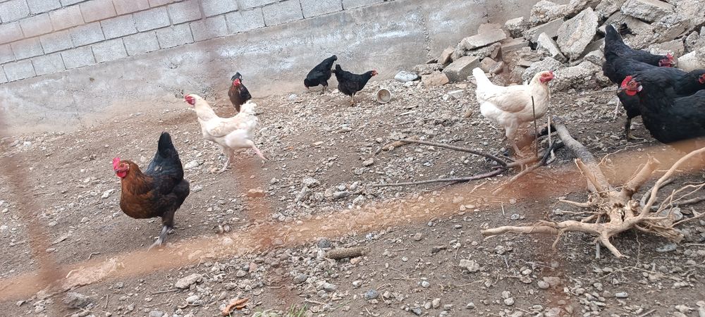 Қораз, әтеш, петух