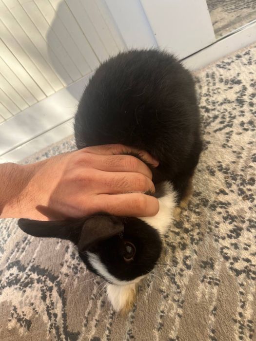 Karlik quyon kozi ikki hil