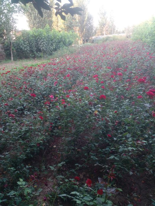 Atirgul роза канча керак болса бор