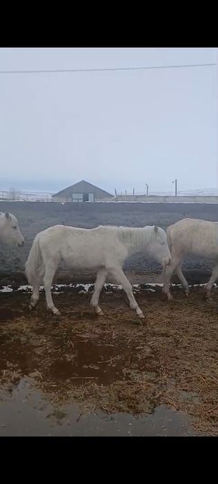 Тай годовички лошади