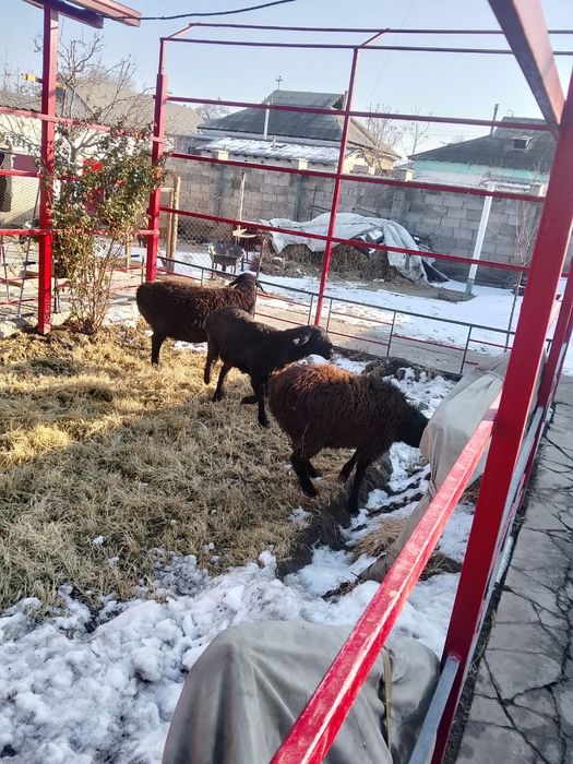 Қошқар мен қойлар сатылады