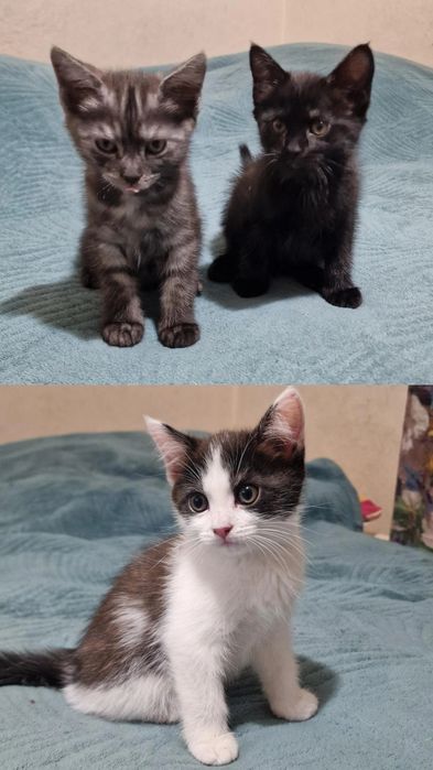 Отдам котят в добрые руки