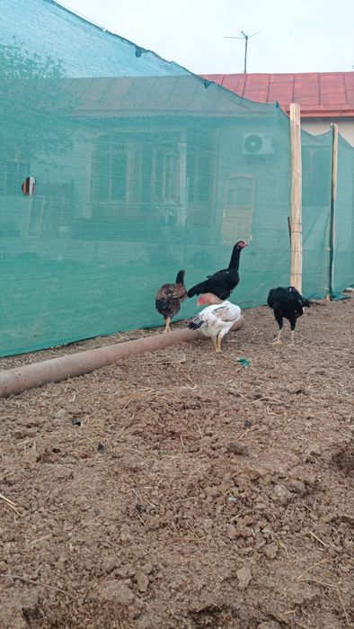 Dakan tovuqlar sotiladi