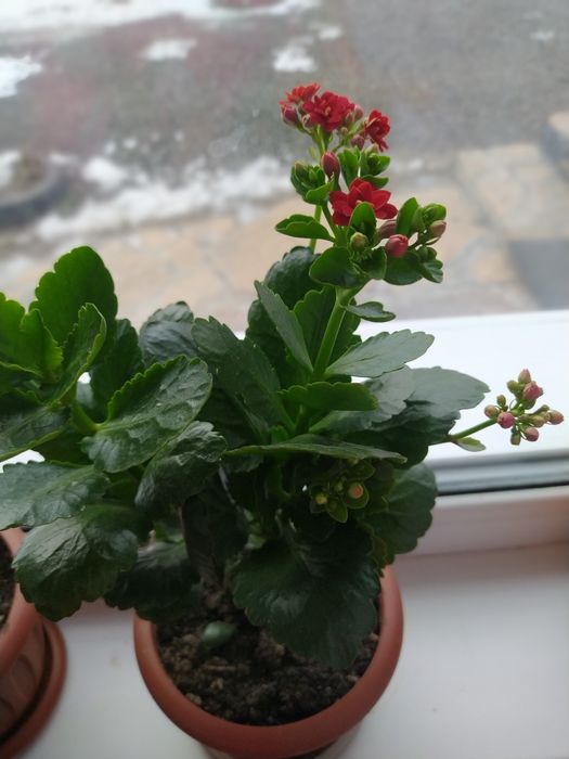 Продам цветы комнатные