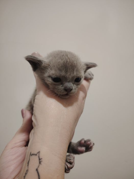 Европейская бурма