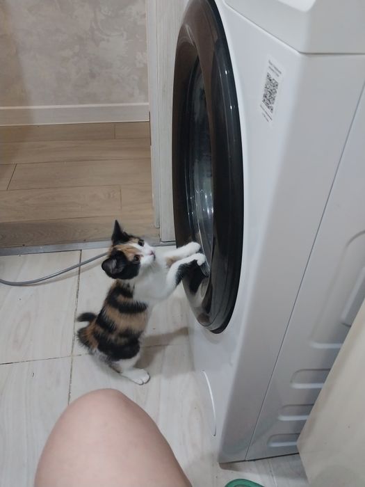 Отдам отдам отдам