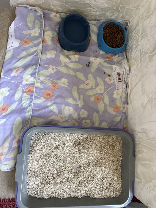 Котенок маргау кошка
