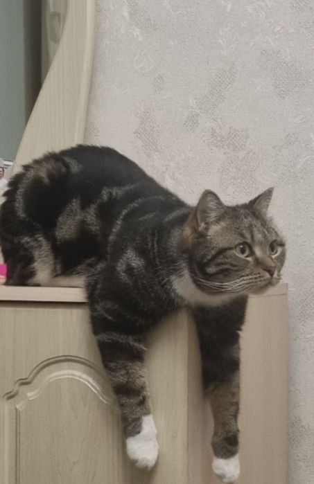 Отдам кота в хорошие руки