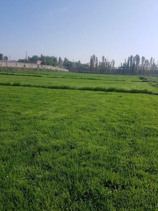 Оптом газон рулонный из первых рук.Цена за рулон*.Gazon optom narxda